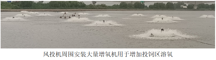 風(fēng)投機(jī)周?chē)惭b大量增氧機(jī)用于增加投飼區(qū)溶氧.png 風(fēng)投機(jī)周?chē)惭b大量增氧機(jī)用于增加投飼區(qū)溶氧.png