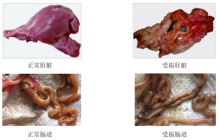 嘔吐毒素.png 嘔吐毒素.png