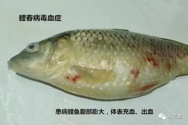 毒血癥.jpg 毒血癥.jpg