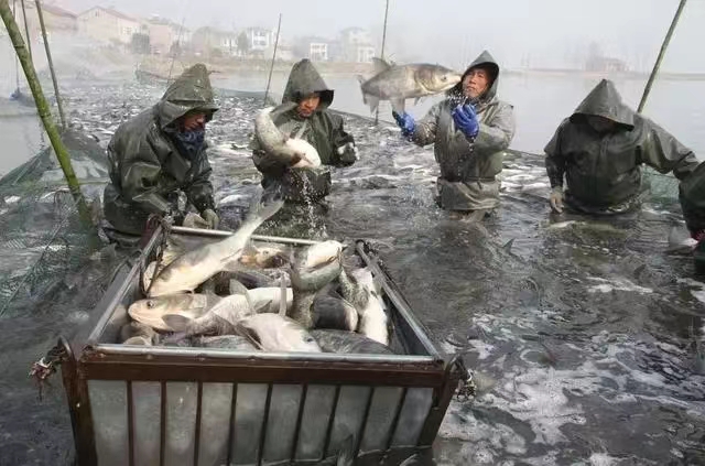 捕魚.jpg 捕魚.jpg
