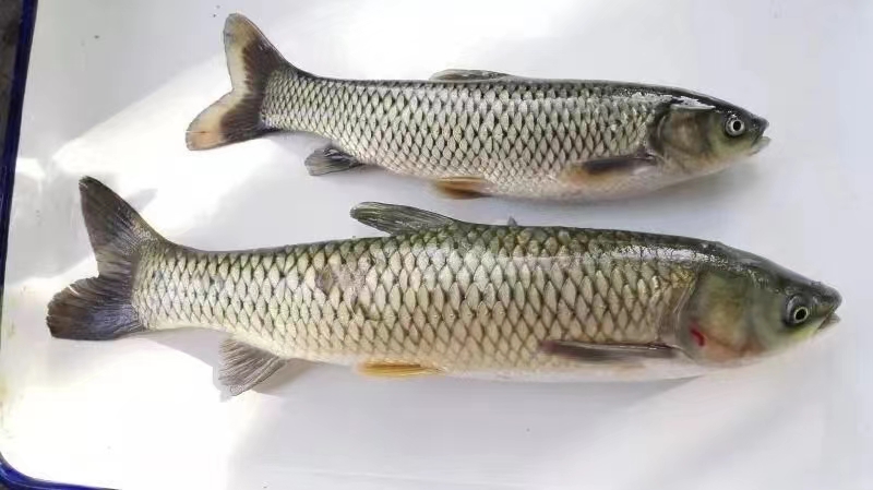 草魚1.jpg 草魚1.jpg