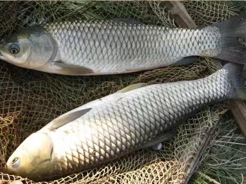 草魚2.jpg 草魚2.jpg
